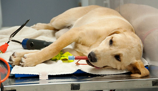 Is your dog safe under general anaesthesia?
