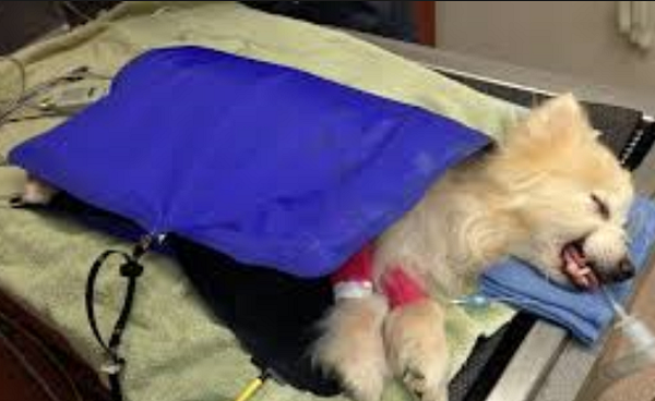Is your dog safe under anesthesia?