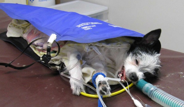 Is your dog safe under anesthesia?