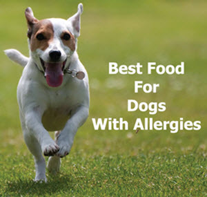 Best foods for dogs with allergies, available from www.carolesdoggieworld.com 
