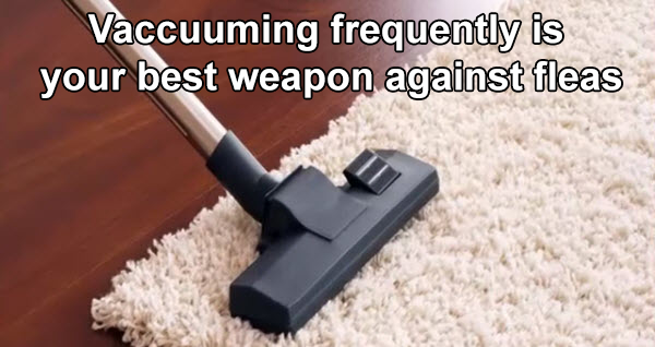 Frequent vacuuming is your secret weapon for getting rid of fleas in your home