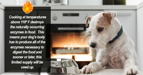 Cooking food destroys live enzymes and can cause enzyme deficiency in your dog