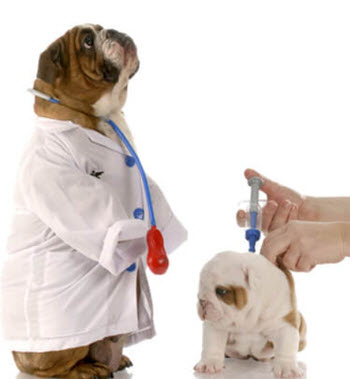 Soothing drops for dogs showing allergic reactions to vaccinations