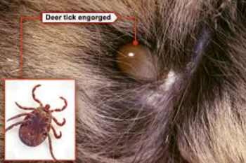 Use a plastic tick remover to remove from your dog