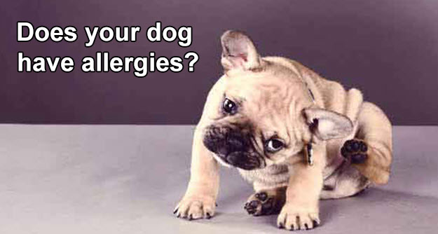 allergy free dog products from www.carolesdoggieworld.com