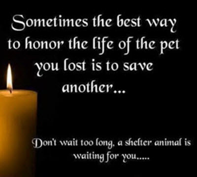 Pet Loss Grieving