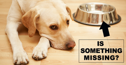 The food you feed your dog can be the difference between him or her surviving or thriving
