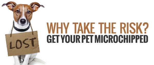 why take the risk, get your dog microchipped