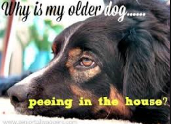 why older dogs pee inside