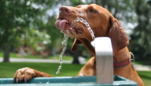 Hyponatremia could kill your pup