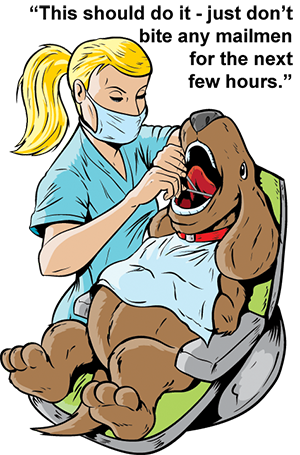 Everything you need to know about general anesthesia for dental procedures in dogs.